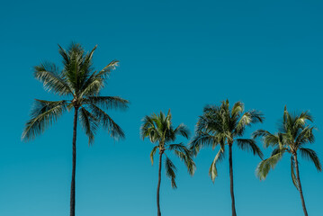 Palm tree， Magic Island, Ala Moana Regional Park, HONOLULU Oahu Hawaii
- 484790240