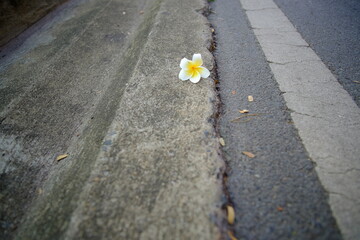 yellow flower on the pavement