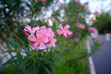 pink and white flowers