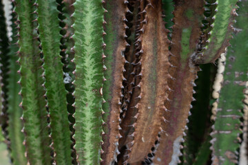 Euphorbia trigona (also known as African milk tree, cathedral cactus, Abyssinian euphorbia, and high chaparall. Oahu Hawaii