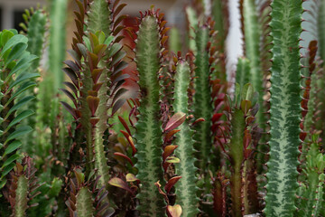Euphorbia trigona (also known as African milk tree, cathedral cactus, Abyssinian euphorbia, and...