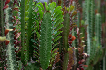 Euphorbia trigona (also known as African milk tree, cathedral cactus, Abyssinian euphorbia, and high chaparall. Oahu Hawaii
