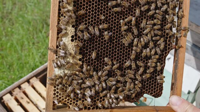 Frame with dark honey combs and worker bees on. Beekeeper turning frame in hands inspecting it. Close up.