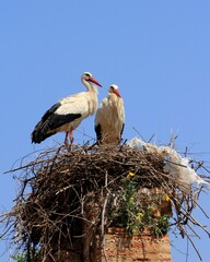 Pair of Storks Sitting in Their Nest, Built on the Ancient Ruins of a Chimney, the Chellah, Morocco