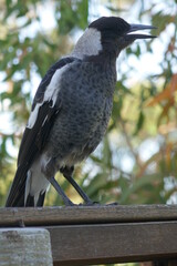 Magpie singing on a fence top...Magpies are common in Australia.
