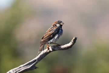 Gorrión después de un baño matutino