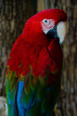 Scarlet Macaw, Manuel Antonio National Park, Costa Rica