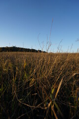 Obraz premium grass and sky