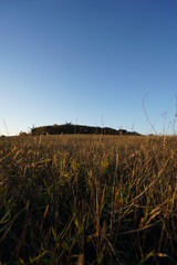 Fototapeta premium field of wheat