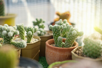 Image of cactus in garden with morning light. flower plant hobby concept