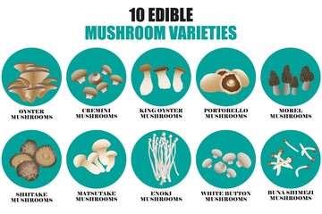 10 edible mushroom varieties drawing