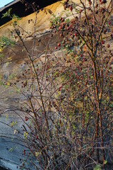 autumn leaves in water
