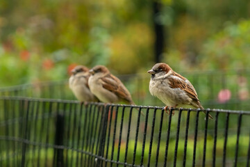 Sparrows over fence
