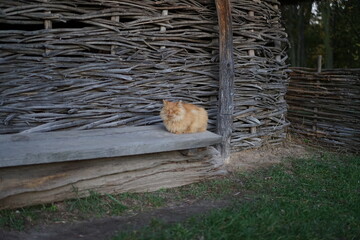 cat on the fence