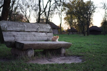 wooden bench in the park