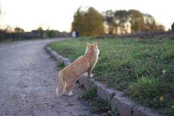cat on the beach