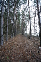 path in the forest