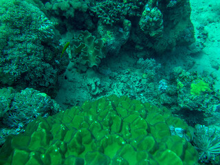 coral reef in the sea