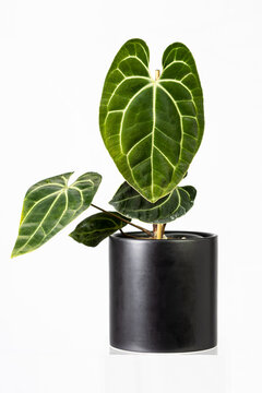 Exotic plant Anthurium bessea aff