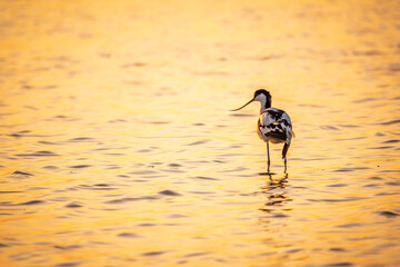 Water bird pied avocet, Recurvirostra avosetta, standing in the water in orange sunset light. The...