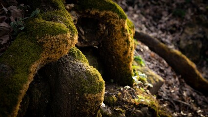 moss on a tree