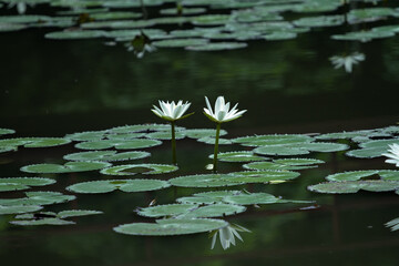 white lotus flowers in the pond