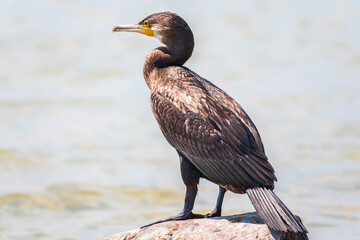 Great cormorant, Phalacrocorax carbo, standing on a stone on the sea shore.
