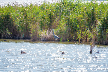 The grey heron stands in the lake