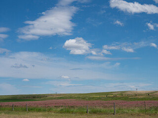 Obraz premium Field with Sainfoin with Pink Flowers in Rural Montana