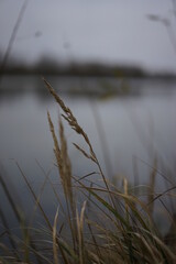 reeds and water
