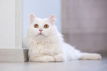 Obraz premium Lying white cat close-up