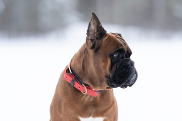 Fototapeta premium portrait of a German boxer breed dog in a winter park close-up front view