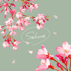 和風なカンヒザクラのイラスト