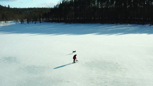 Person in red jacket Ices kating behind a chair while the dog is running over on a frozen lake with long shadows of the needle forest in Finland on a sunny day. Drone panning shot