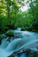 Obraz premium 奥入瀬渓流と新緑