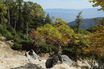 landscape with trees