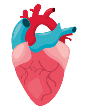 Human heart design