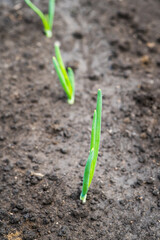 Green onion growing in the garden. Selective focus.