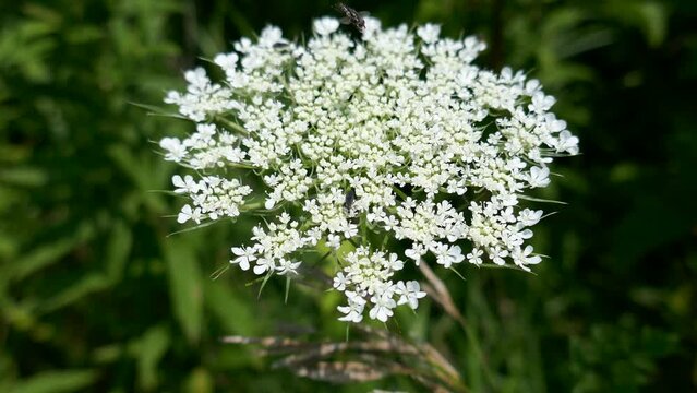 Queen Anne's Lace flower close-up with small flying insect