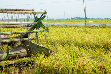 Automatic rice harvester machine is being used to harvest the fields and it is ripe and yellow in harvest season. Combine Harvester Speed up and simplify the work. 