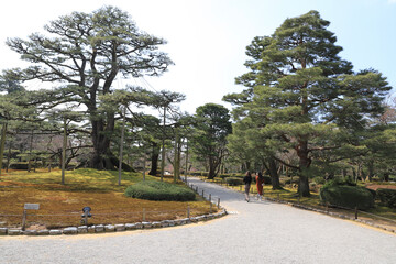 tree in the park