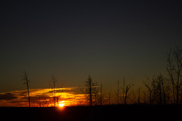 sunset in the burn scarred forest