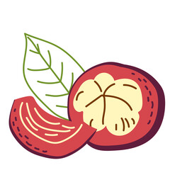 Exotic fruit mangosteen half. Vector hand-drawn illustration on a white background