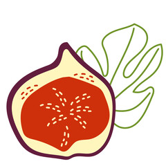 Half of an exotic purple fig fruit with a leaf. Vector hand-drawn illustration isolated on a white background