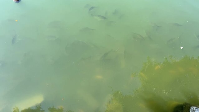 Carp in the pond .
