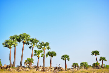 Beautiful view of cleaned and pruned palm trees against the plain sky background. The bases of the old leaves collected from it are used to make handicrafts.