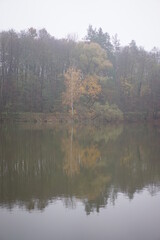 morning in the forest