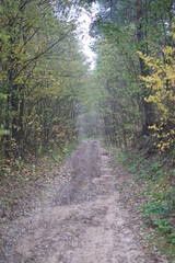 path in the forest