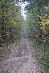 path in the forest