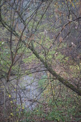 trees in the forest